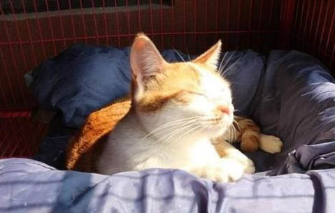 猫咪有眼屎是正常现象吗