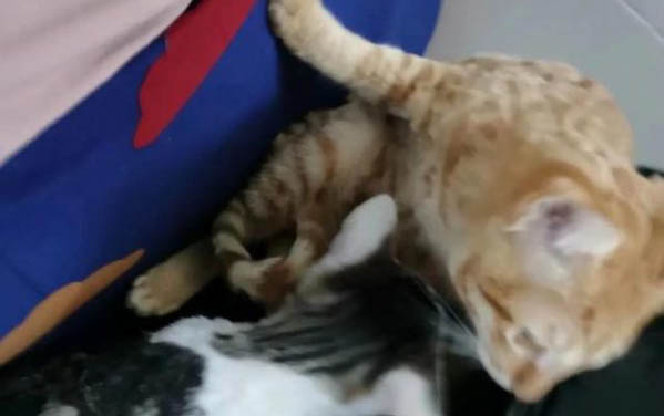 小猫乱尿是什么原因