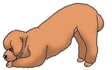 狗狗吃了东西多久拉屎