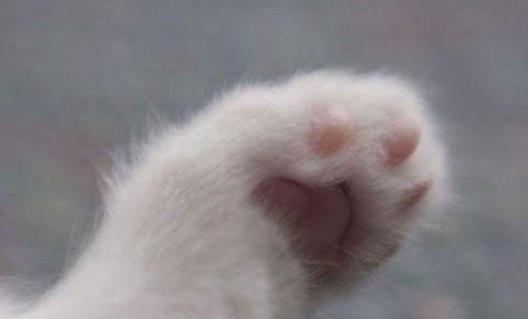 猫咪多大才可以洗澡