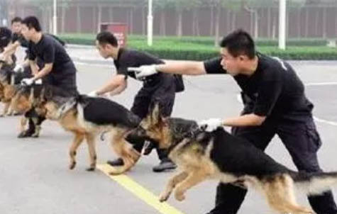 狗狗能吃蛋白吗