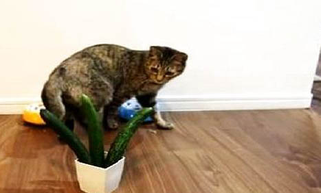 猫咪寿命多少年