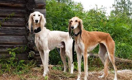 萨路基猎犬两天不拉屎怎么办