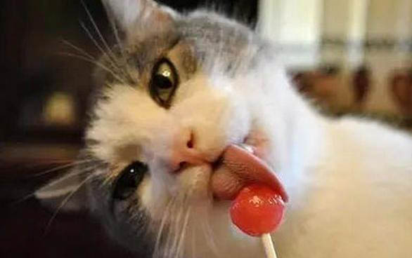 两个月的小猫会不会有狂犬病