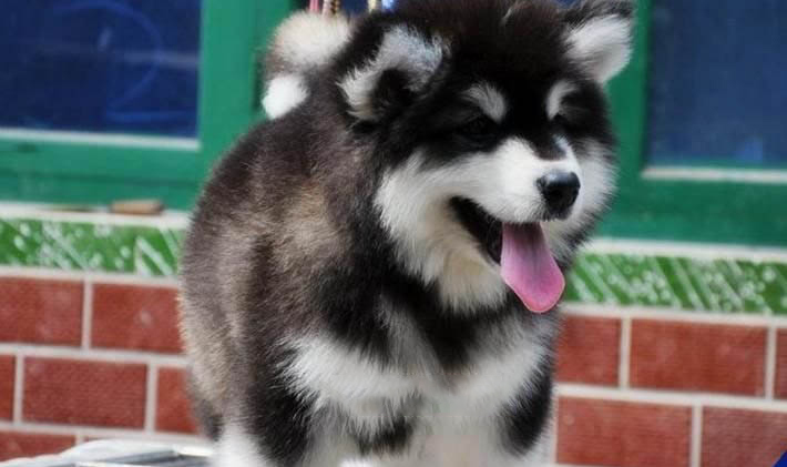 幼犬得了犬窝咳会死吗