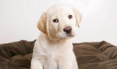 如何选择拉布拉多幼犬
