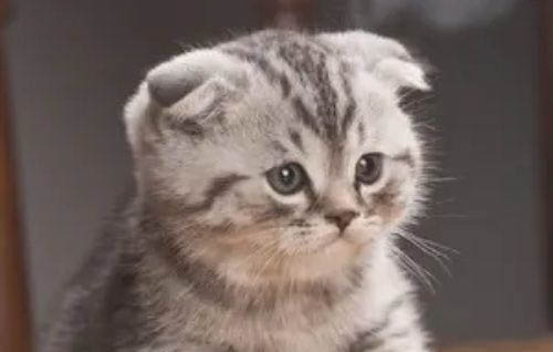 折耳猫不爱动的原因及处理方法