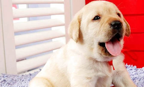 拉布拉多和德牧杂交幼犬好吗