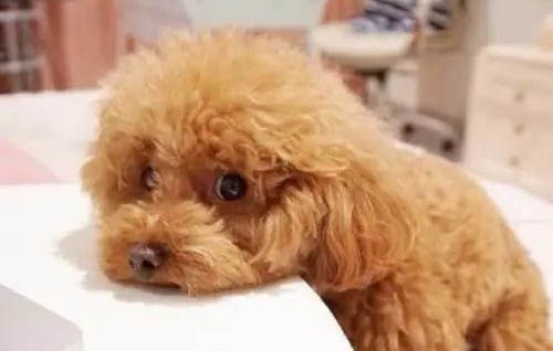 泰迪每天吃多少狗粮