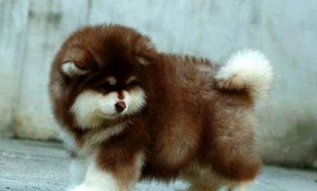 阿拉斯加犬不可以吃什么