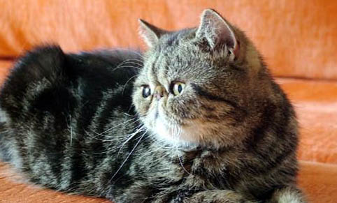 宠物猫为什么会得猫藓毛囊炎