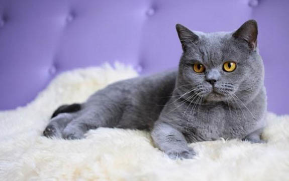 猫瘟试纸第二条杠若隐若现