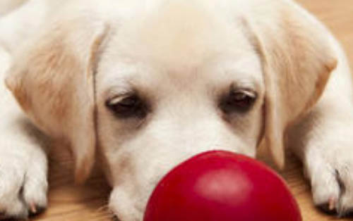 狗狗犬瘟在家怎么治疗需要买什么药?