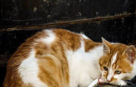 猫咪益生菌哪个牌子好?