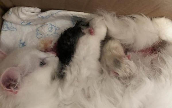 母猫绝育后不拉屎怎么办