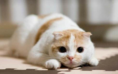 猫咪多久吃一次维生素片