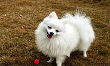 博美犬和泰迪哪个好