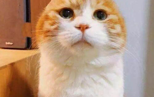 猫咪喝水都吐是怎么回事
