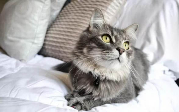 猫咪在猫砂盆外面拉屎