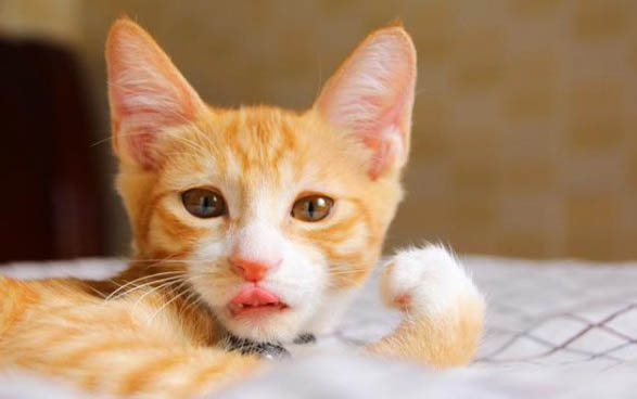 家里的猫咪发情了怎么办