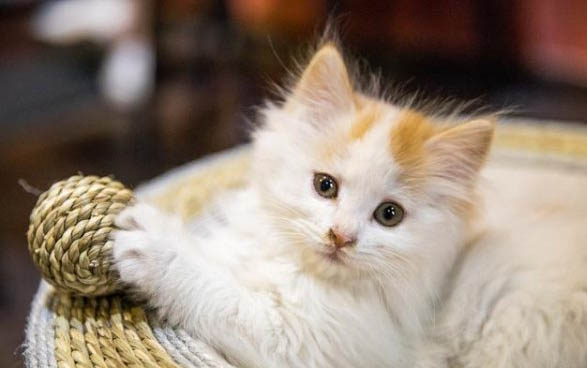 猫咪讨厌一个人会有哪些表现