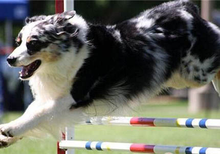 澳大利亚牧羊犬老掉毛的原因及处理方法