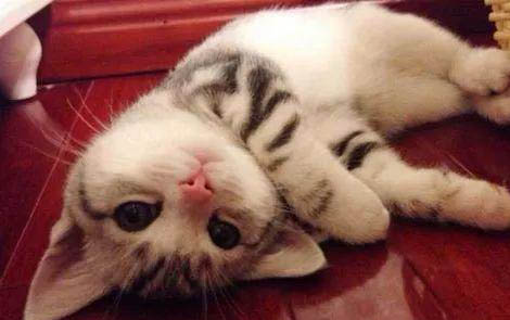 小猫臭味怎么处理