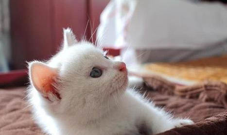 猫咪开空调多少度合适