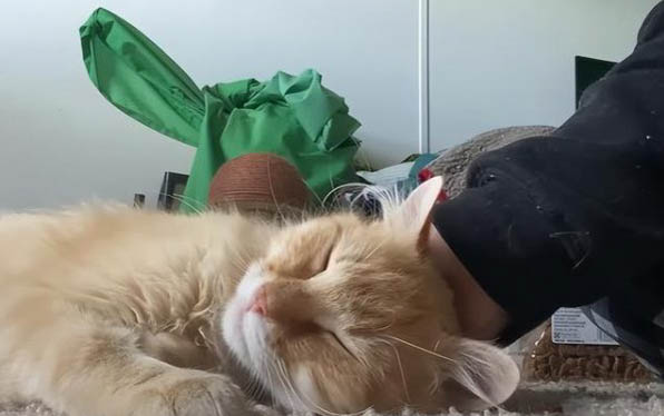 玫瑰花对猫咪有毒吗,什么花对猫有毒