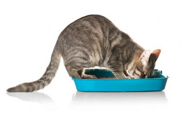 小猫咪感冒了怎么办才好得快