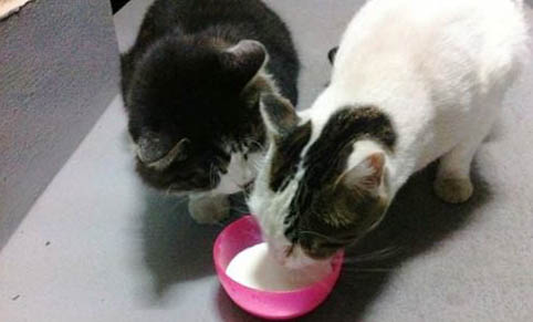 猫咪为什么喜欢吃塑料袋