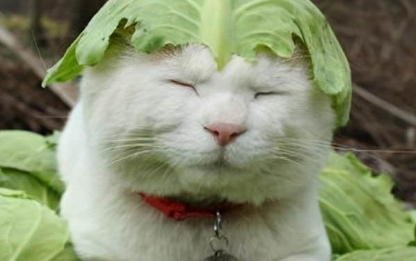 猫咪身上好多跳蚤怎么办?