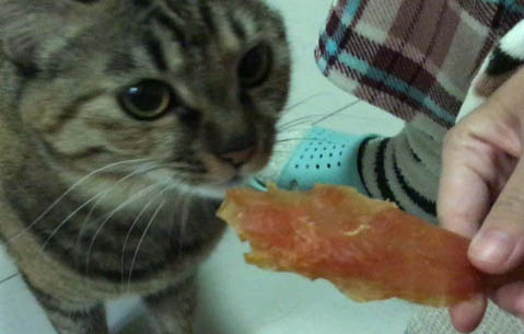 猫咪为什么要剪毛发