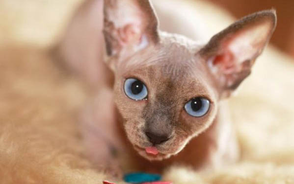 猫咪止吐药怎么选