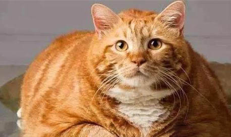猫咪耳朵里有黄褐色污垢的原因