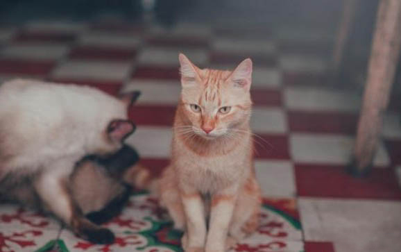 小猫绝育后多久可以用麻药