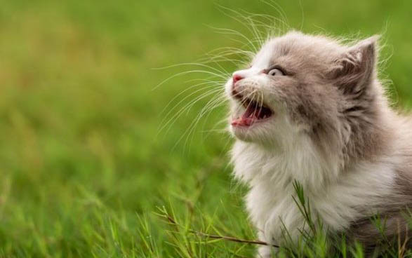 猫咪老是喵喵叫?原因何在