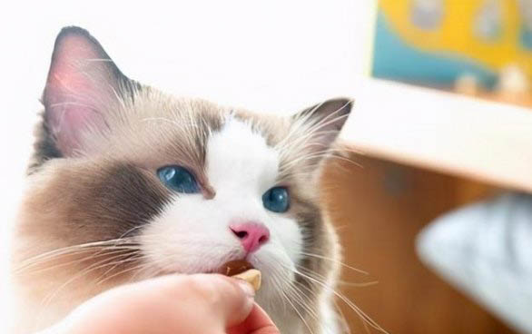 小猫什么时候睁眼呢