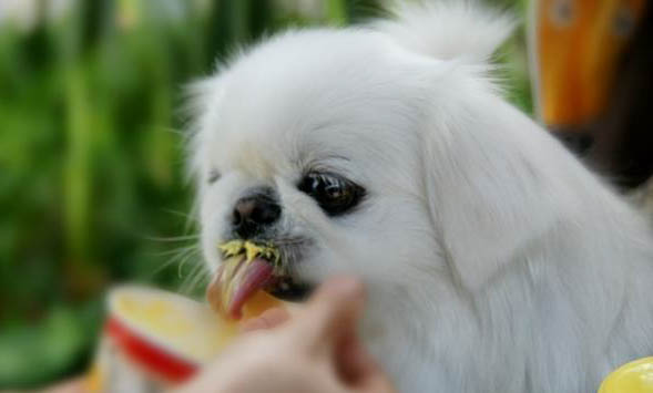 什么狗狗长不大,十种适合家养的中小型犬?