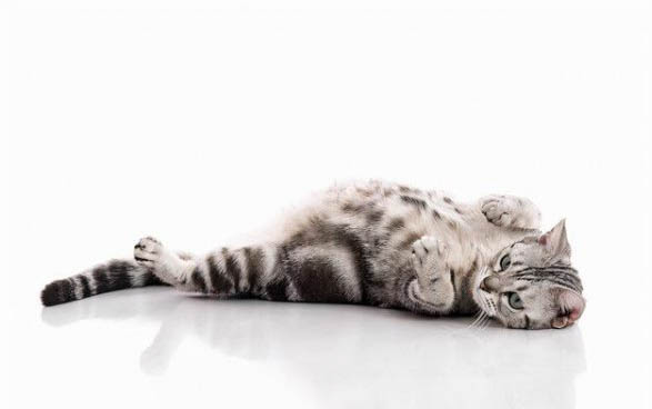 猫咪吃维生素b1用量