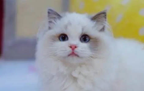 猫咪难产怎么自然催产