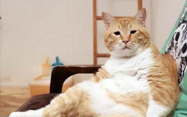 猫咪不吃东西还吐怎么办?