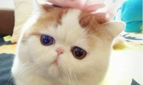 加菲猫拉稀怎么办啊?