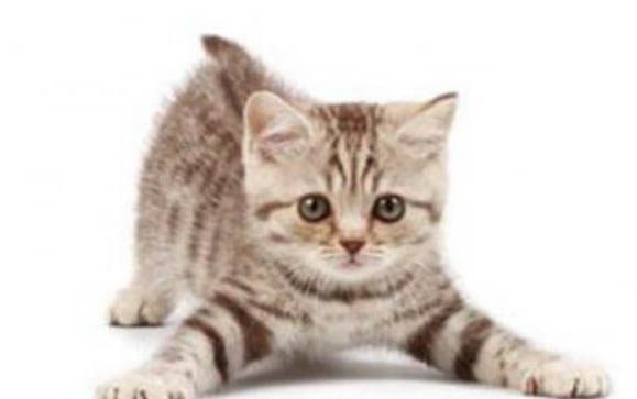 猫咪可以吃李子吗