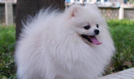 博美犬的训练方法有哪些？