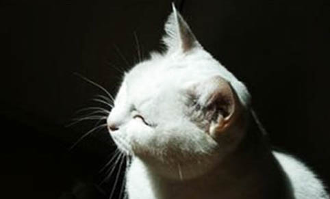 猫抓板多久换一个？