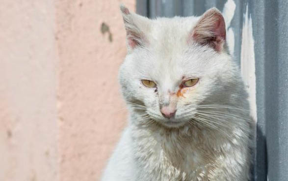 小猫咪的寿命一般是多少年