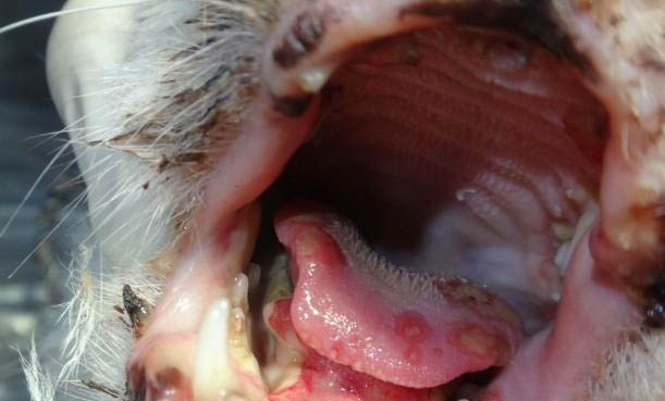 猫咪膀胱炎尿频尿少怎么办
