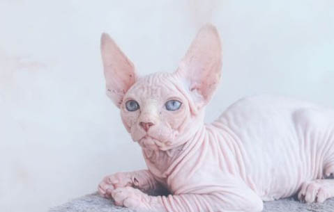 猫咪为什么喜欢纸箱子
