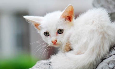猫咪呕吐后要禁食多久才能恢复